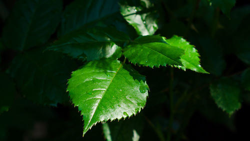 Close-up of green leaves