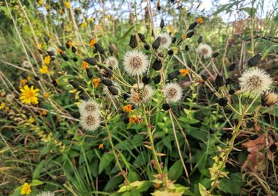 Close-up of thistle flowers