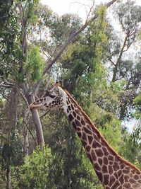Low angle view of giraffe in forest