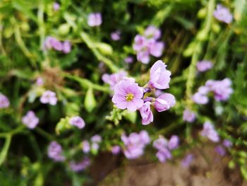 Close-up of pink flowering plant