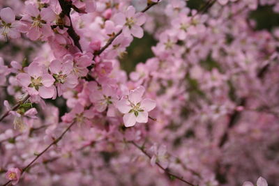 Pink flowers blooming at park