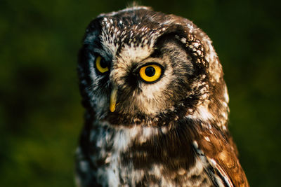 Close-up portrait of owl outdoors