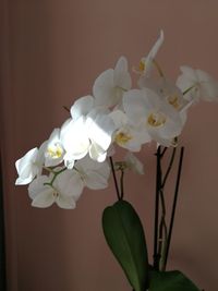 Close-up of white orchids in vase against wall