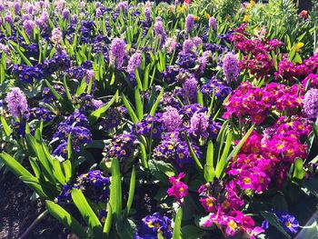 Purple flowers in garden