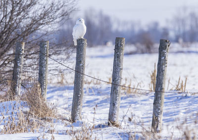 Birds perching on wooden post during winter