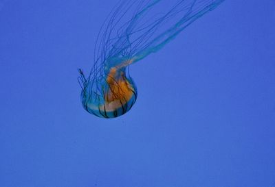Close-up of jellyfish swimming in sea