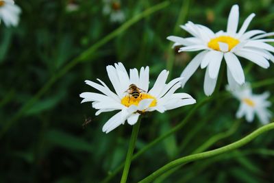 Close-up of bee on white flower