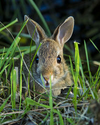 Close-up portrait of rabbit on field