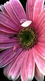 Close-up of pink flower