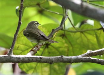 Close-up of bird perching on tree