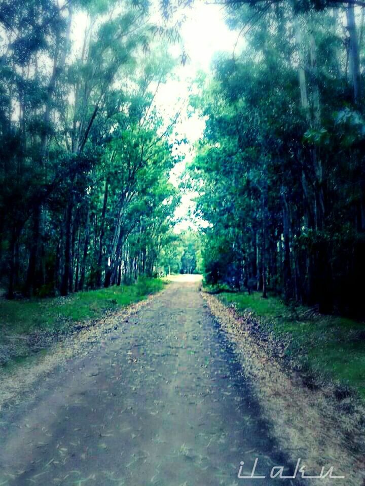 ROAD PASSING THROUGH TREES