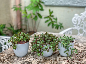 Three succulents planted in white pots.