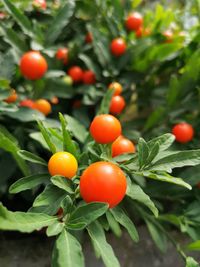 Close-up of fruits on tree