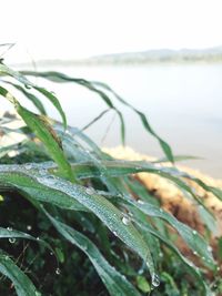 Close-up of plant in water