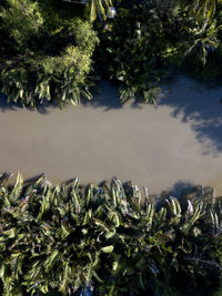 High angle view of plants by lake