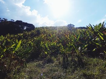 Plants growing on field against sky