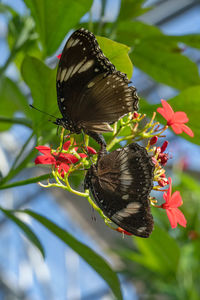 Mating butterflies are perched on red flora in the garden on a sunny day