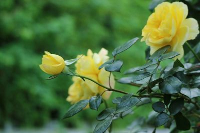 Close-up of yellow flowers blooming outdoors