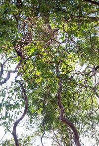 Low angle view of tree against sky