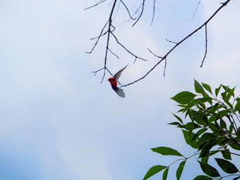 Low angle view of red bird on tree against sky