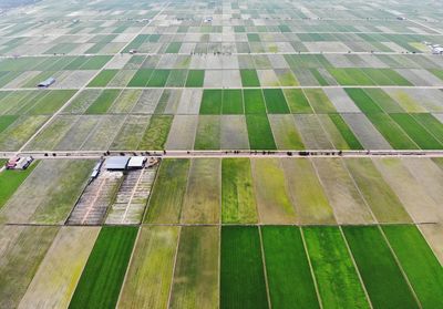 Aerial view of farms