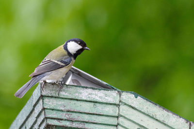 Close-up of bird perching on wood