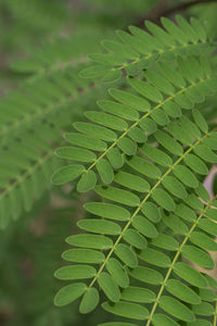 Close-up of green leaves