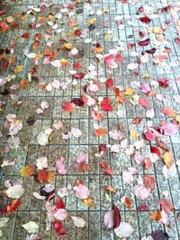 Full frame shot of multi colored autumn leaves