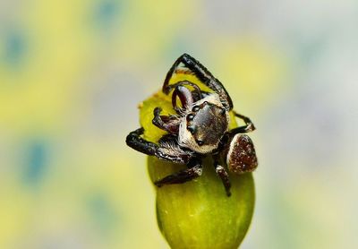 Close-up of mangrove spider on leaf