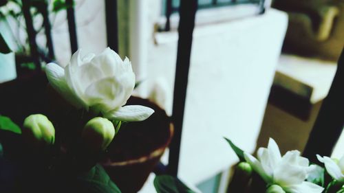 Close-up of white flowers