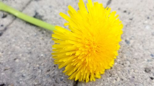 High angle view of yellow flowering plant