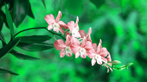 Close-up of pink flowering plant