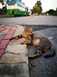 Portrait of cat lying down