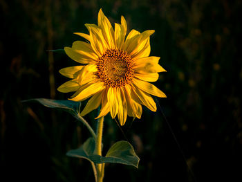 Close-up of sunflower