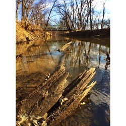 Reflection of trees in lake