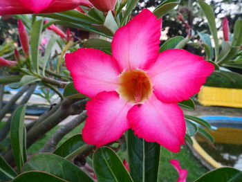 Close-up of pink flowers blooming outdoors