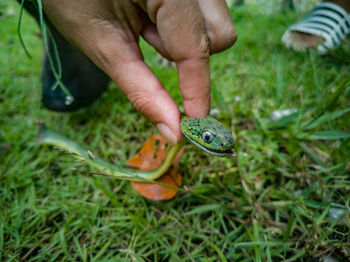 Midsection of person holding snake in grass