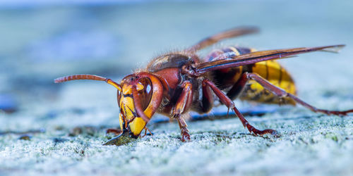 Portrait of a european hornet while drinking. concept protected insects.