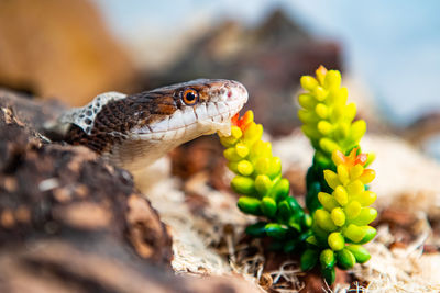 Close-up of lizard on flower field