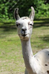 Close-up portrait of a horse