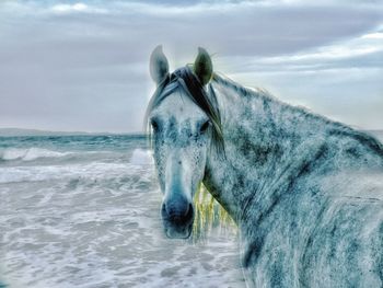 Horse in the sea