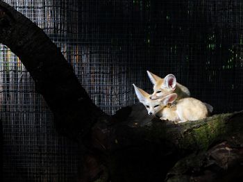 View of a fennec fox