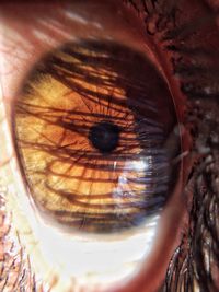 Close-up of eye