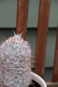 thorns, spines, and prickles