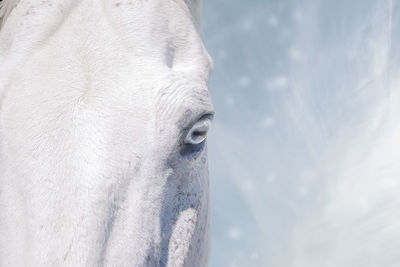 White horse in close-up view