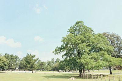 Trees on landscape