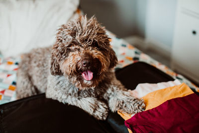 Portrait of dog sitting by luggage on bed at home