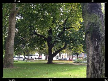 Trees growing in a park