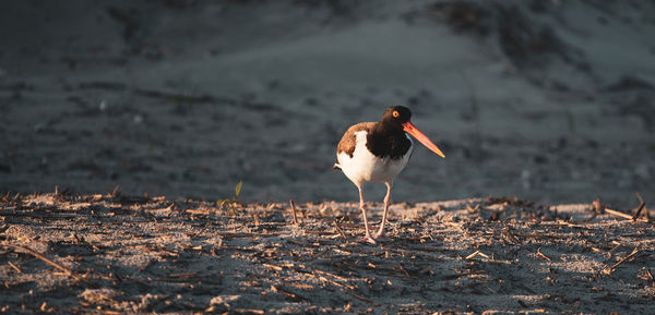 View of bird on field