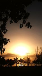 Silhouette of trees at sunset